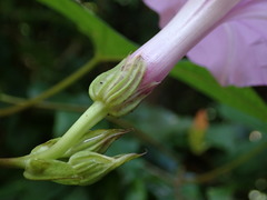 Ipomoea setifera