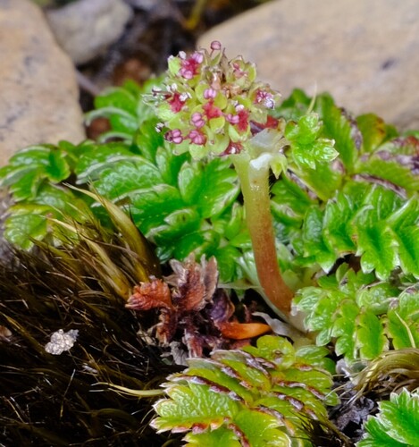 Acaena montana (Acaena montana)