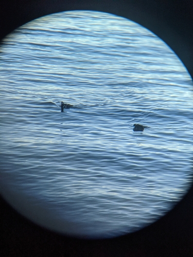 Harlequin Duck (Histrionicus histrionicus), photo 7