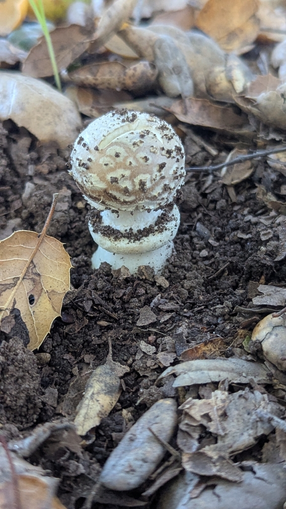 Amanita pantherinoides · January 2026 · photo: © north_star_naturalist (iNaturalist, cc-by)