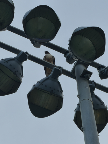Red-tailed Hawk