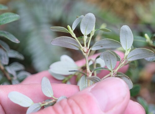 Eucryphia milliganii, photograph 1