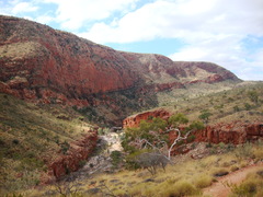 Corymbia aparrerinja