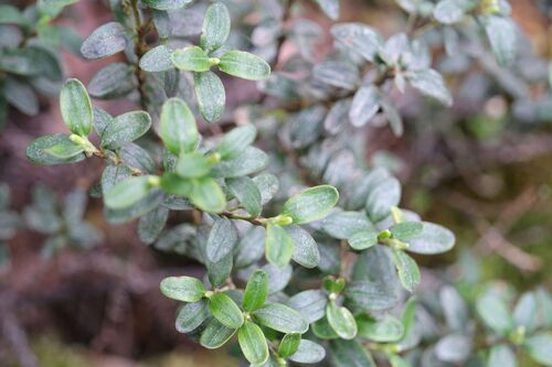 Eucryphia milliganii