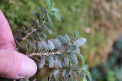 Eucryphia milliganii, photograph (c) Peter Crowcroft, some rights reserved (CC BY)