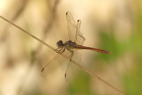 Wandering Percher