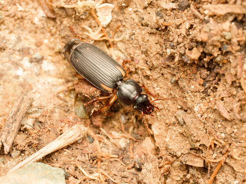 Apenes portoricensis