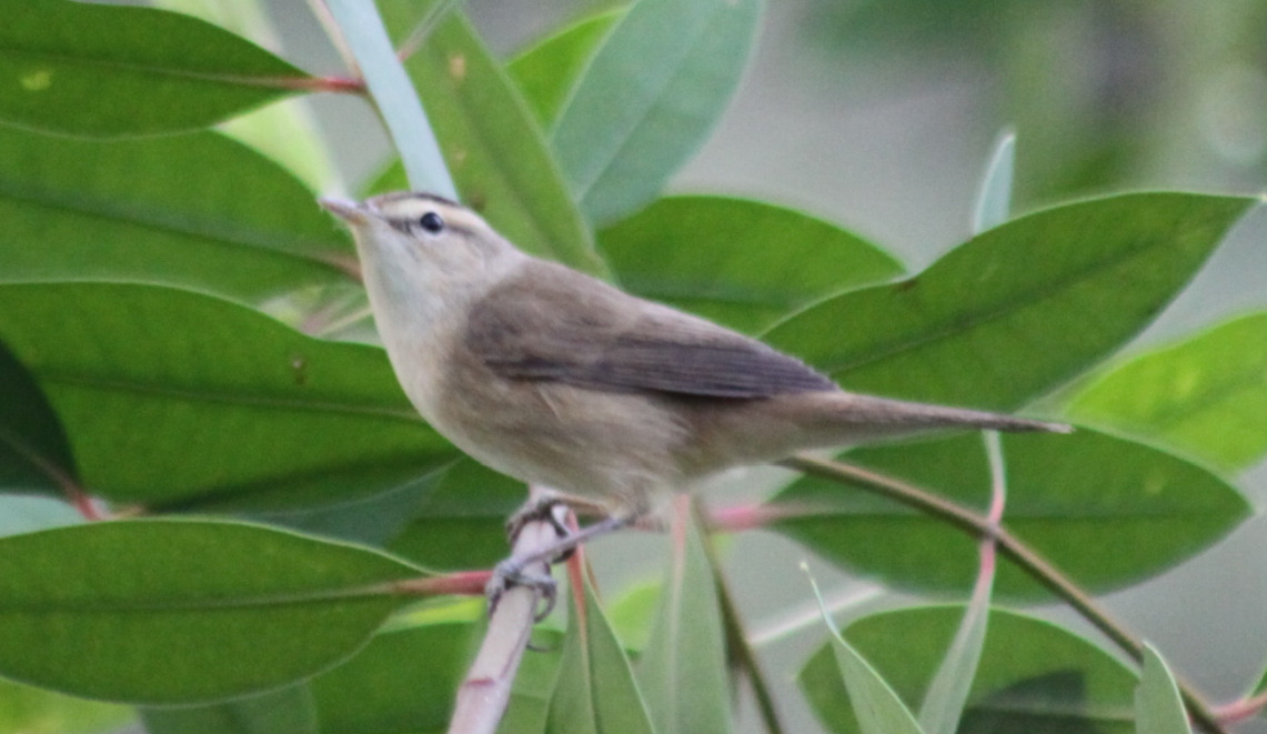 Black-browed Reed Warbler (Acrocephalus bistrigiceps), photo 3
