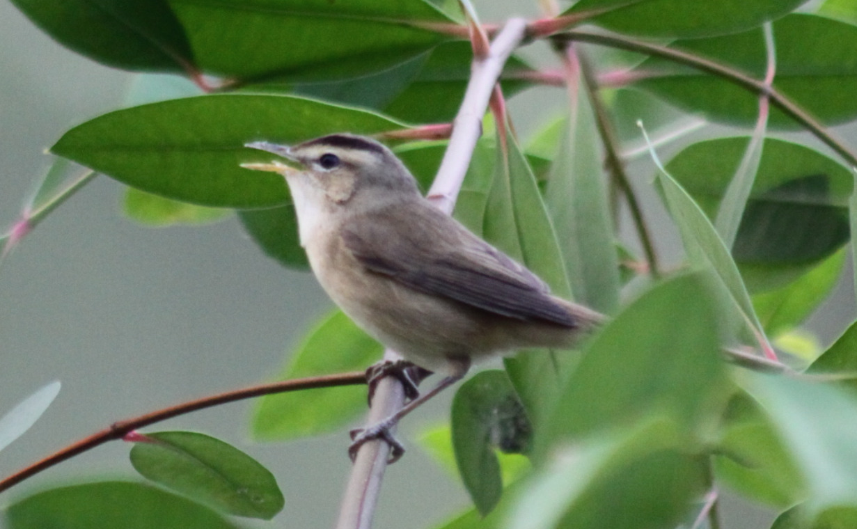 Black-browed Reed Warbler (Acrocephalus bistrigiceps), photo 2