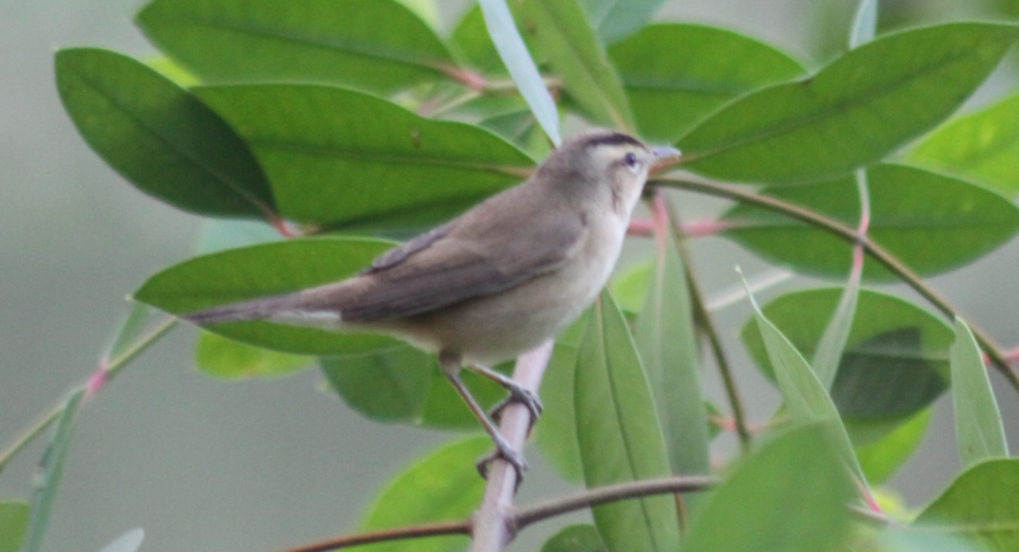 Black-browed Reed Warbler (Acrocephalus bistrigiceps), photo 10
