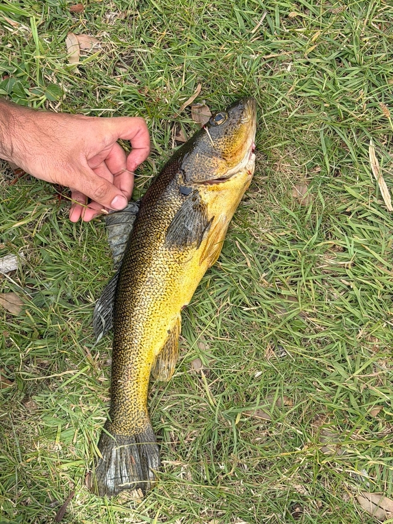 Creole perch (Percichthys trucha) — Percichthyidae