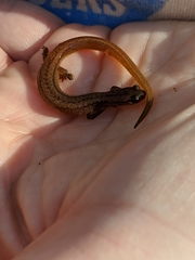 Eurycea multiplicata