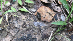 Chrysobothris femorata