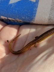 Eurycea multiplicata