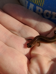 Eurycea multiplicata