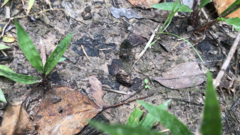 Chrysobothris femorata