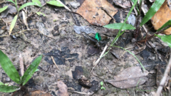 Chrysobothris femorata