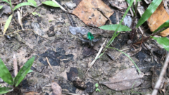 Chrysobothris femorata