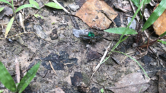 Chrysobothris femorata