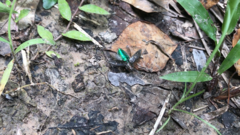 Chrysobothris femorata