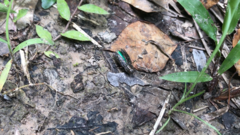 Chrysobothris femorata