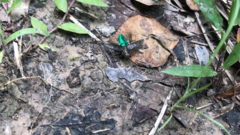 Chrysobothris femorata