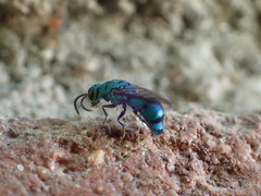 Caenochrysis