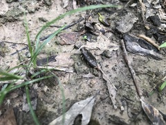 Chrysobothris femorata