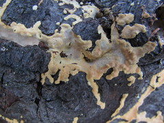 Perenniporia tenuis