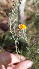 Oxylobium oxylobioides