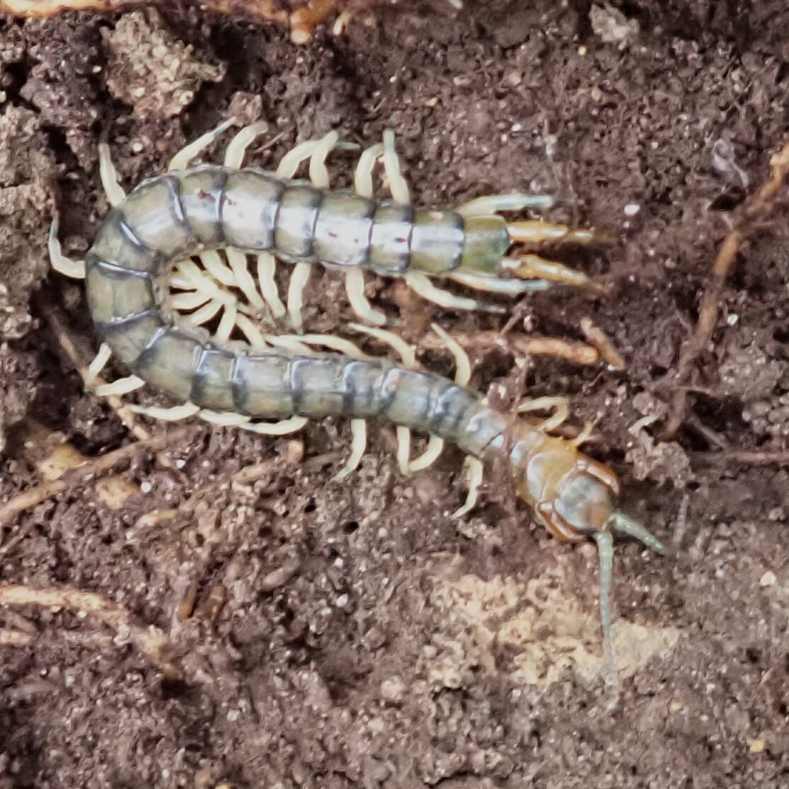Hemiscolopendra marginata Say, 1821