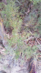 Oxylobium oxylobioides, photograph Petra Holland, CC BY, iNaturalist via GBIF
