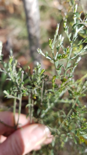 Oxylobium oxylobioides, photograph 2