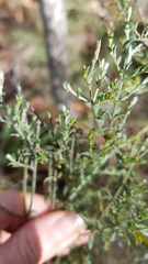 Oxylobium oxylobioides, photograph Petra Holland, CC BY, iNaturalist via GBIF