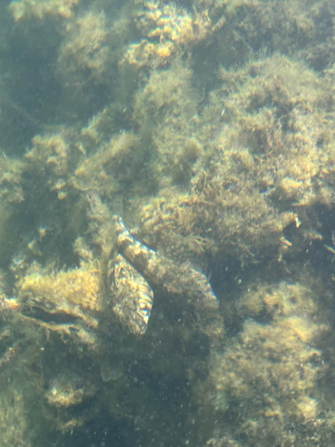Jumping blenny (Lepidoblennius marmoratus) — Tripterygiidae