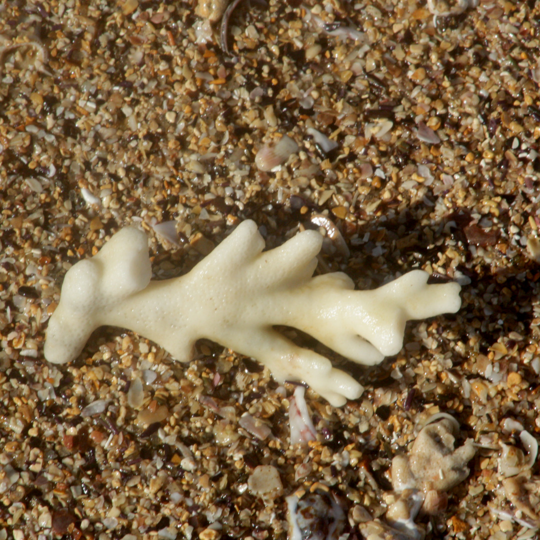 Millepora alcicornis Linnaeus, 1758