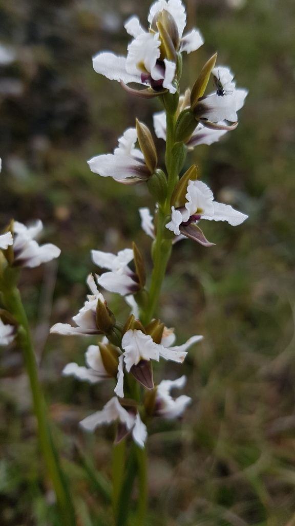 Prasophyllum suttonii