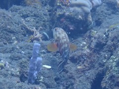 Cephalopholis urodeta