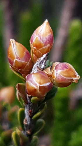 Snow Heath (Epacris petrophila)