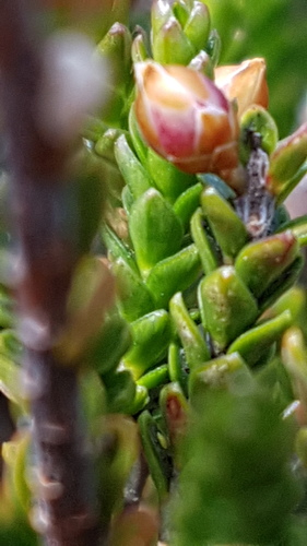 Epacris petrophila, photograph 6