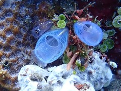 Rhopalaea