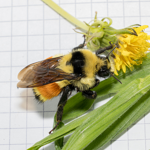 Hunt's bumble bee