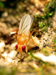 Sobarocephala flaviseta