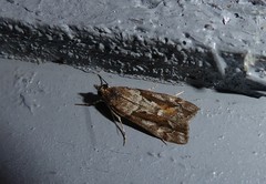 Eudonia submarginalis