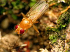 Sobarocephala flaviseta