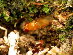 Sobarocephala flaviseta