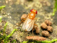 Sobarocephala flaviseta