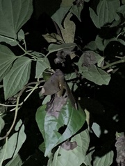 Pachylia ficus image