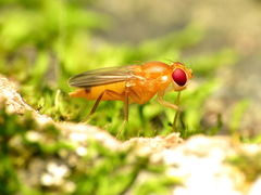 Sobarocephala flaviseta