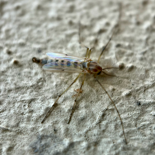 Unknown species found near Jefferson Hwy, New Orleans, LA, US